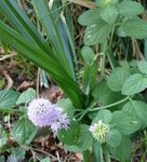 Boule bleue - 28 O.jpg