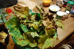 feuilles de concombre