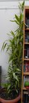 Ma plante