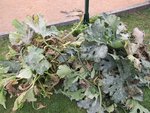 Sur la gauche de la photo le premier pied de courgettes que j'ai arraché.<br />Sur la droite,le tas de feuilles que j'ai taillées.