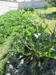 La planche de courgettes au 14 aout.