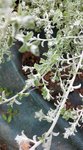 Helichrysum 2.jpg