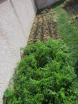Au premier plant la série semée début juillet. Au second plant la dernière série semée et non germée encore.<br />Au troisième plant la deuxième série qui a été semée le (je ne sais plus)