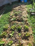 L'emplacement tel qu'il était avant la plantation. Il est juste derrière la planche de salades.