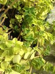 La Plante au complet - exposition plein soleil. Ce serait une sauge selon ma mère qui est décédée - Peut-être, peut être pas - J'aimerais connaître le nom scientifique de cette plante, ses vertus et modes d'utilisations possibles.