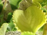 La feuille triangulaire dentée et poilue très odorante - j'en ai fait un jus avec un extracteur et j'en ai bu 10 cl dans un verre d'eau. Mais je préfèrerai un savoir scientifique avant de faire des erreurs.