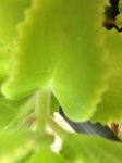 Feuille