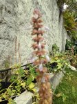 La fleur - une inflorescence en épis très odorante de couleur violette - je ne sais pas compter les pétales - très prisée des abeilles