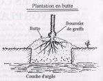 pommier sur butte.jpg