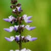 Plectranthus rotundifolius - inflorescence - produit des bulbes.jpg