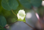 coton02.jpg