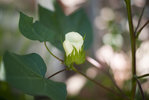 coton03.jpg