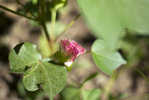 coton04.jpg