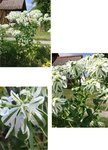 plante roumanie.jpg