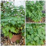 Plante.jpg