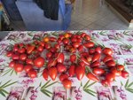 Une des récolte de tomates.<br />Voici ce que l'on récolte quasiment quotidiennement. Autant dire que les litres de sauce s'accumulent au congélateur et que les salades de tomates et autres tartes sont souvent présentent sur la table.