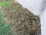 La planche de salades.