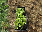 Les plants de salades sont toujours produits par moi même. J'effectue un semis tous les 15 jours dans des mottes réalisées à l'aide d'un presse-mottes.
