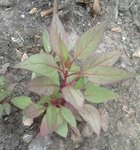 _20160828_194025.JPG