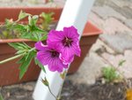 geranium3.jpg