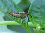 insecte2.jpg