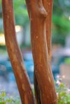 Arbre-2.jpg