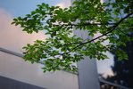 Arbre-3.jpg