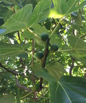 Figues sur l'arbre