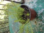 Plante 2