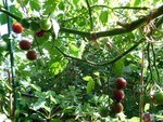 tomate 2.jpg
