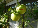 tomate 1.jpg