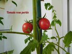 tomate 4.jpg
