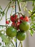 tomate 5.jpg
