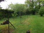 Mur à tomates.JPG
