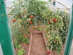 Les tomates dans le tunnel.<br />Les récoltes sont moins importantes et les plants commencent à avoir faim.<br />J'ai retiré pas mal de feuilles car les plants sont atteints par la Cladosporiose,un champignon qui se développe avec l'humidité.<br /><br />Il est en réalité présent depuis l'année dernière mais je le confondait avec le mildiou.<br />Je vais bien désinfecter le tunnel cet hiver et grâce à mon aération latérale,j'espère ne pas avoir de nouvelles attaque l'été prochain.