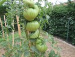 Le même plant possède encore beaucoup d'autres grosses tomates à 1.80m de hauteur.<br />C'est une variété extraordinaire pour son calibre,sa chair et sa saveur formidable!