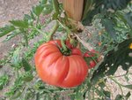 Un plant de potiron écarlate cultivé à l’extérieur. C'est le plant qui me produit mes plus grosses tomates.