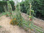 Une partie des tomates cultivées à l'extérieur à coté de la planche d'épinards d'automne.