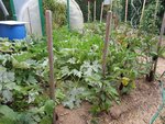 La planche de courgettes et aubergines plantée tardivement,début juillet.<br />Le aubergines comment à bien produire.Les courgettes sont toutes atteintes par l'oidium malgré quelques traitements au lait et bicarbonate. Il aurai fallut s'y prendre plut tôt.