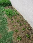 La dernière plantation de salades et les dernières planches de carottes.