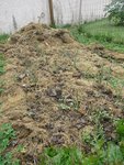 Les poireaux plantés il y a 15 jours environ ont beaucoup de difficultés à repartir,probablement dû à la sécheresse.