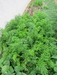 Des carottes