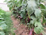 IMG_2010.JPG