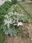 Les courgettes en très mauvais état.
