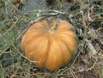 Courge muscade de Provence.