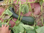 Courge à cou long