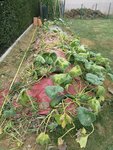 La bâche est de nouveau visible depuis que les feuilles ont fanées.