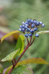 cornus (1 sur 1).jpg