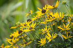 rudbeckias (1 sur 1).jpg