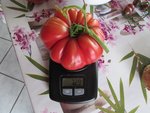 Potiron écarlate